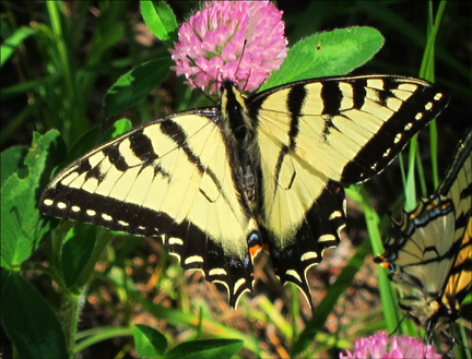 Canadian Tiger Swallowtail near the Paul Smiths VIC parking lot